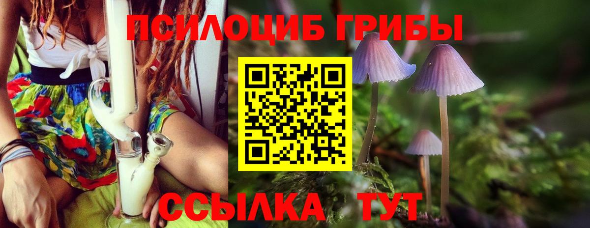Галлюциногенные грибы Psilocybe Чита